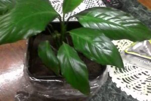 Gp Soluciones Informaticas